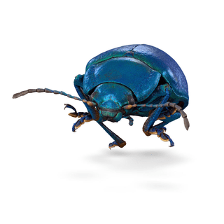 Nahaufnahme eines schillernden blauen Käfers auf weissem Hintergrund.