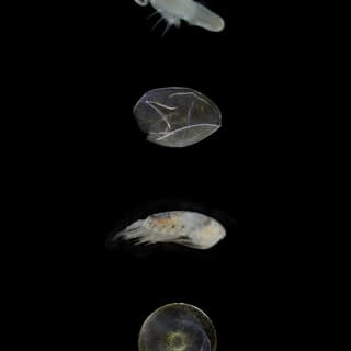 Verschiedene kleine Meereslebewesen vor schwarzem Hintergrund.