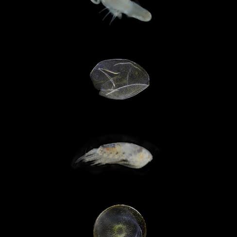 Verschiedene kleine Meereslebewesen vor schwarzem Hintergrund.