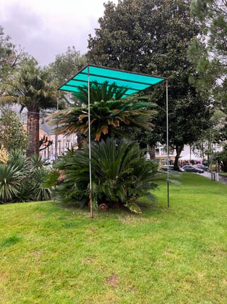 Palme mit grünem Schutzdach auf Rasenfläche im Park.