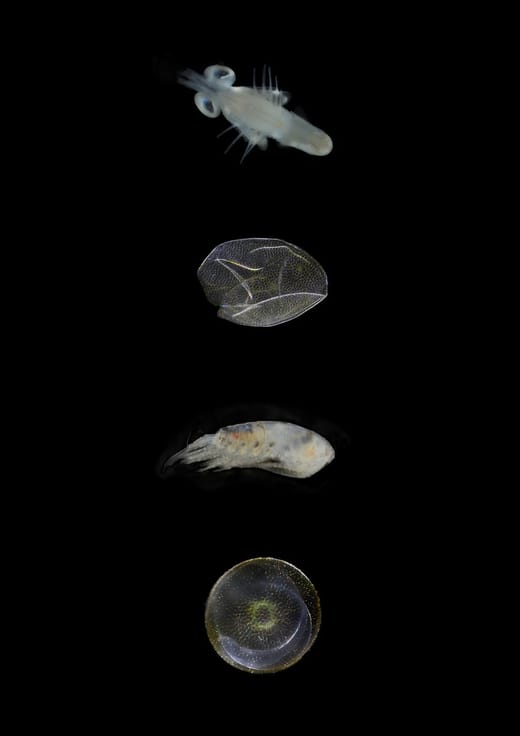 Verschiedene kleine Meereslebewesen vor schwarzem Hintergrund.